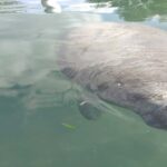 Silver Springs Orlando: Small Group Manatee Season Day Trip - Who Will Love This Tour?