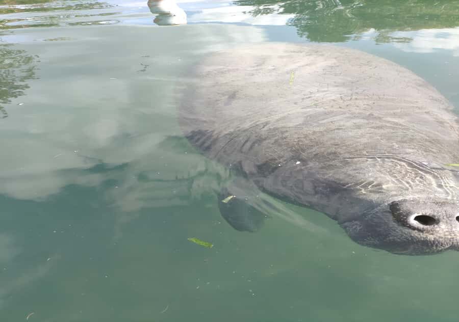 Silver Springs Orlando: Small Group Manatee Season Day Trip - Who Will Love This Tour?