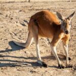 Sip and Animal Safari Experience in Fredericksburg - Is This Experience Worth the Price?