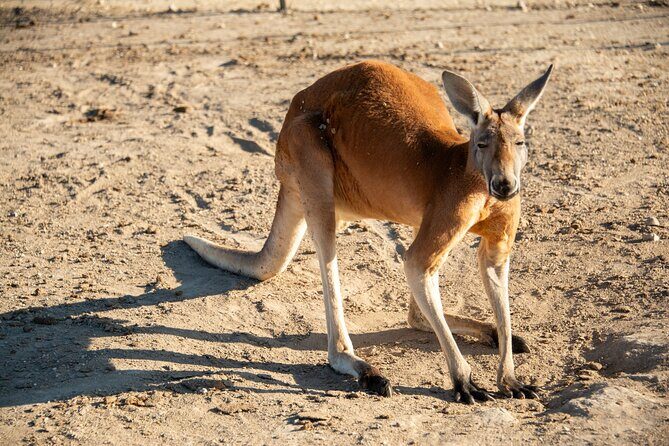 Sip and Animal Safari Experience in Fredericksburg - Is This Experience Worth the Price?