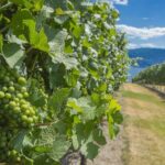 Sip & Savor: Private West Kelowna Wine Trail Escape - What Makes This Tour Stand Out?