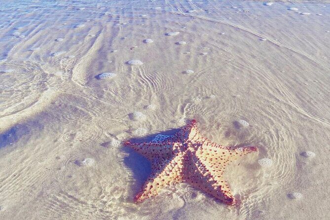 Sisal & Mangroves Kayak Tour from Merida - Practicalities and Booking Tips