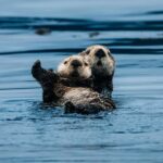 Sitka: Islands of Wonder Wildlife Adventure - How the Itinerary Unfolds