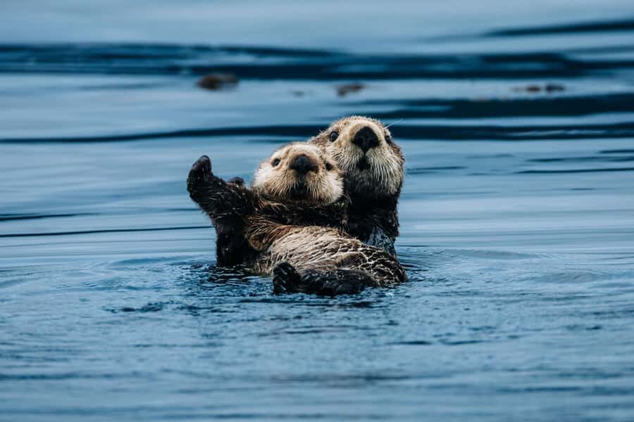 Sitka: Islands of Wonder Wildlife Adventure - How the Itinerary Unfolds