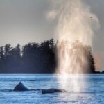 Sitka: Premiere Whale Watching and Wildlife Tour - The Itinerary: What the 2 Hours Cover