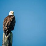 Sitka: Small-Group Whale Watching tour with Naturalist - The Itinerary: What’s Included and What You Can Expect