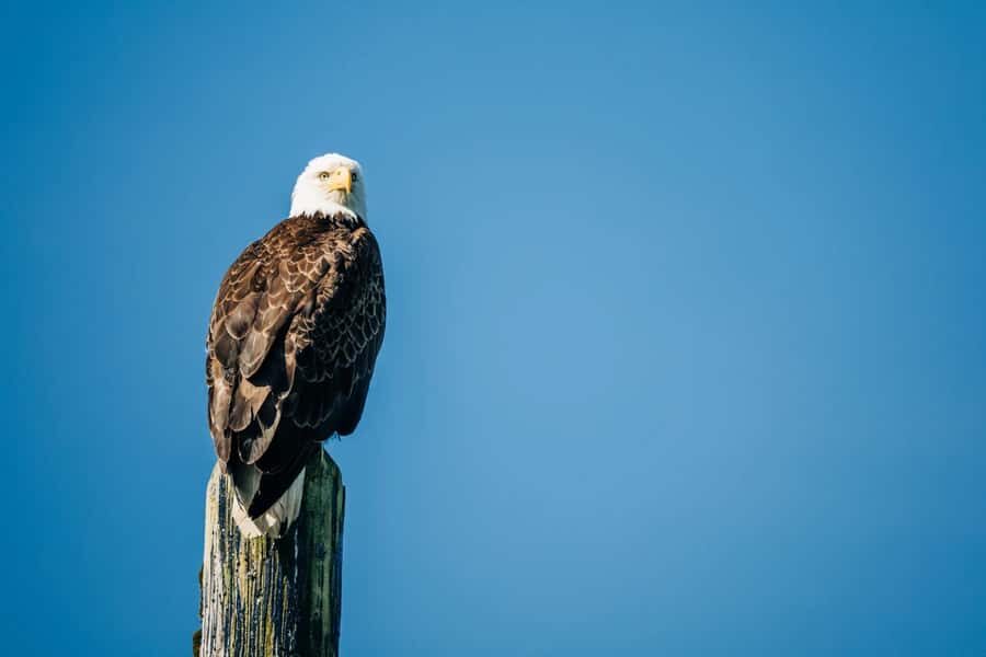 Sitka: Small-Group Whale Watching tour with Naturalist - The Itinerary: What’s Included and What You Can Expect