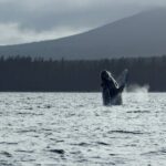 Sitka Sound Marine Wildlife Tour - A Detailed Look at the Itinerary