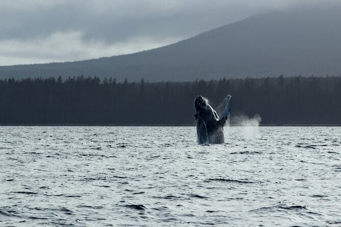 Sitka Sound Marine Wildlife Tour - A Detailed Look at the Itinerary