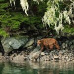 Sitka Whale Watch and Sea Otter Quest - The Group Experience and Practical Details