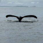 Sitka: Wildlife Boat Tour with Guide - Wildlife Encounters You Can Expect