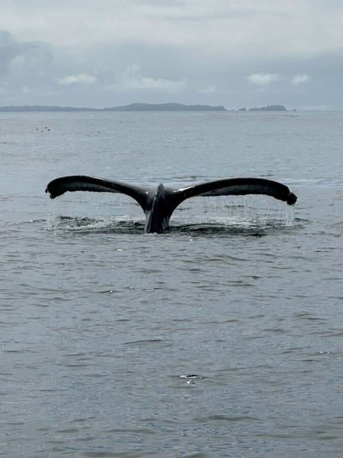 Sitka: Wildlife Boat Tour with Guide - Wildlife Encounters You Can Expect