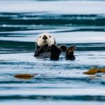 Sitka: Wildlife Photography Workshop on the Water - The Sum Up