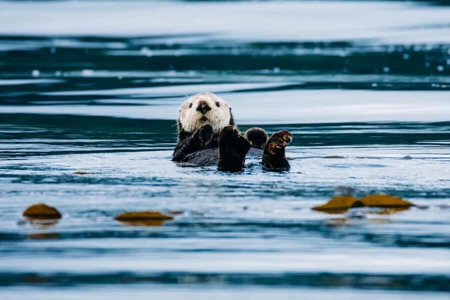 Sitka: Wildlife Photography Workshop on the Water - The Sum Up