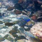 Six Fins Key West: Private Snorkeling Charter with Captain - The Itinerary: What to Expect