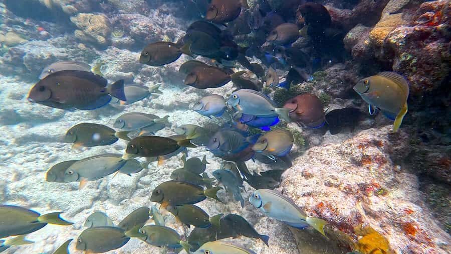 Six Fins Key West: Private Snorkeling Charter with Captain - The Itinerary: What to Expect