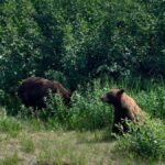 Skagway Scenic Waterfall Tour - Why This Tour Offers Great Value