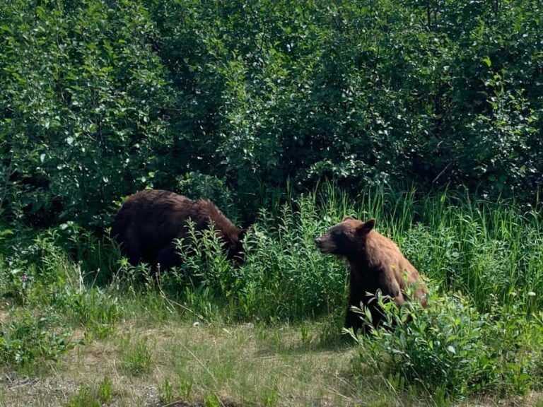 Skagway Scenic Waterfall Tour - Why This Tour Offers Great Value