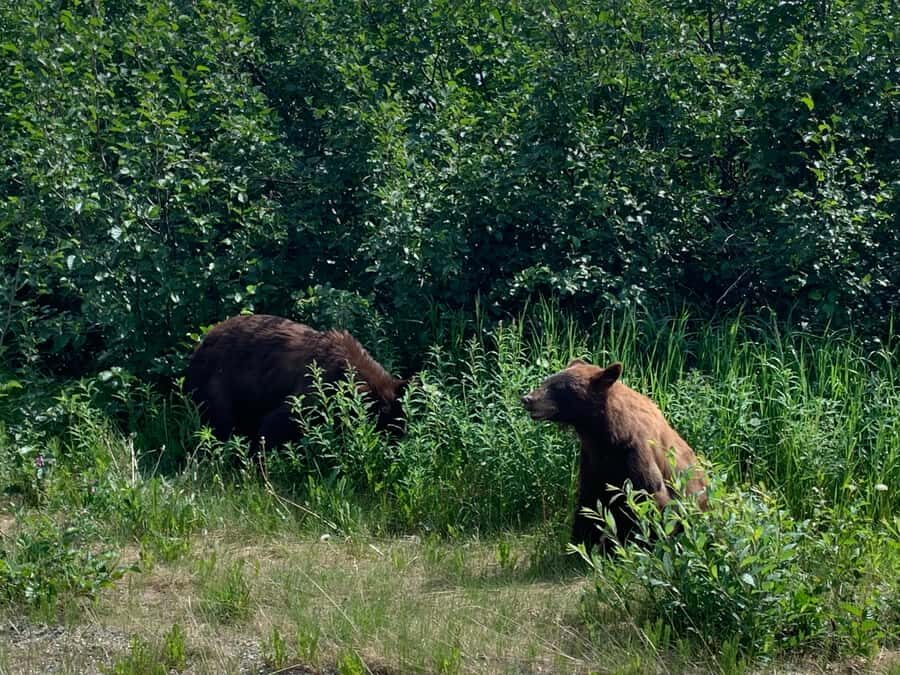 Skagway Scenic Waterfall Tour - Why This Tour Offers Great Value