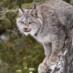 Skip the Line: Daily Admission at Woodland Park Zoo Ticket - Highlights for Visitors