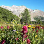 Skoki Lake Louise Daily Guided Hike in the Canadian Rockies - A Deep Dive into the Skoki Lake Louise Guided Hike Experience