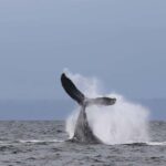 Skookumchuck Narrows: Rapids Boat Tour - Why This Tour Offers Value