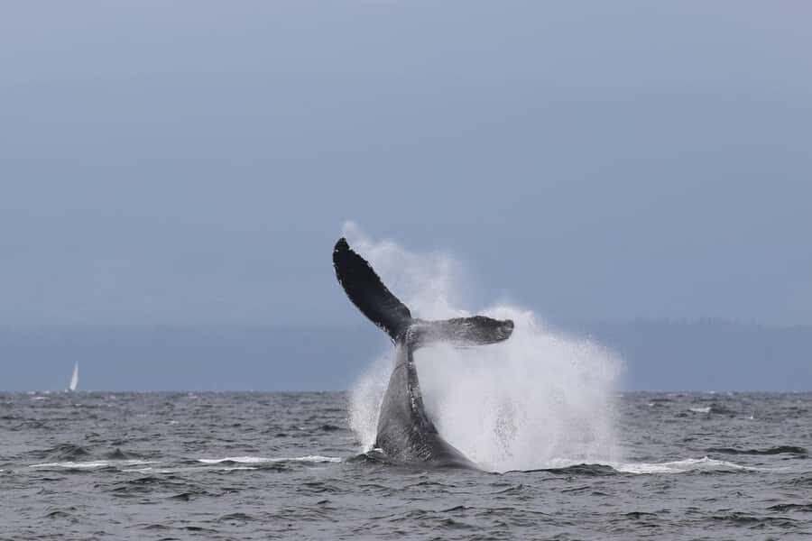 Skookumchuck Narrows: Rapids Boat Tour - Why This Tour Offers Value
