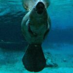 Small Group 6 Passenger Manatee Swim - The Gear and Comfort: What’s Included