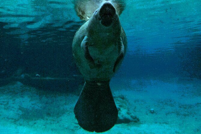 Small Group 6 Passenger Manatee Swim - The Gear and Comfort: What’s Included