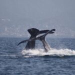 Small-Group Half-Day Whale-Watching Tour in Puerto Vallarta - Who Should Book This Tour?