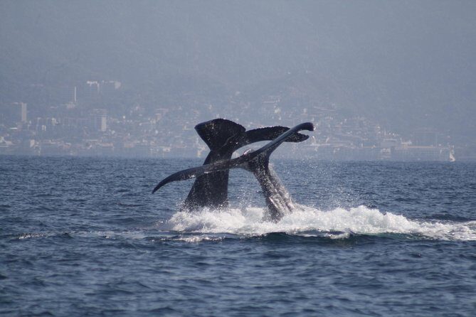 Small-Group Half-Day Whale-Watching Tour in Puerto Vallarta - Who Should Book This Tour?
