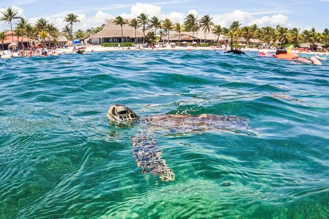 Small Group Semi Private Akumal and Cenote Snorkeling Tour - Authentic Mexican Lunch — A Delicious Cultural Finish
