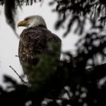 Small Group Shore Excursion in Sitka end to end - Value and Practicalities