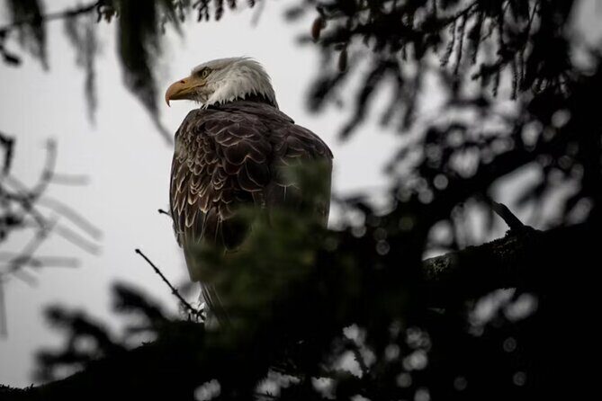 Small Group Shore Excursion in Sitka end to end - Value and Practicalities