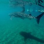 Small Group Snorkeling and Swim with Whale Sharks & Sea Lions in La Paz - Analyzing the Value