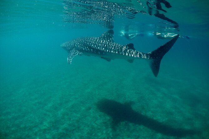 Small Group Snorkeling and Swim with Whale Sharks & Sea Lions in La Paz - Analyzing the Value