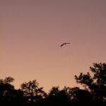Small Group Sunset Paddle Among Manatees near Orlando - The Experience: Embracing Nature’s Calm
