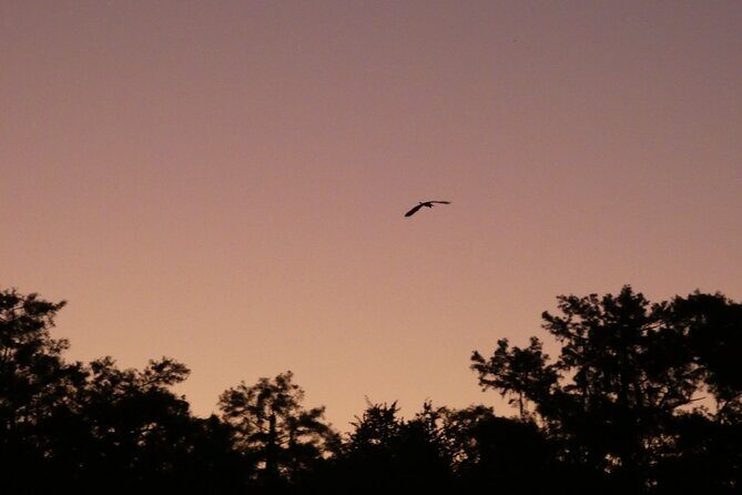 Small Group Sunset Paddle Among Manatees near Orlando - The Experience: Embracing Nature’s Calm