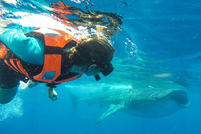 Small Group Whale Shark Encounter - 10 years in business - FAQ: Your Practical Questions Answered