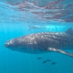 Small group whale shark experiences in La Paz - The Sum Up