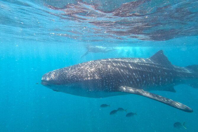 Small group whale shark experiences in La Paz - The Sum Up