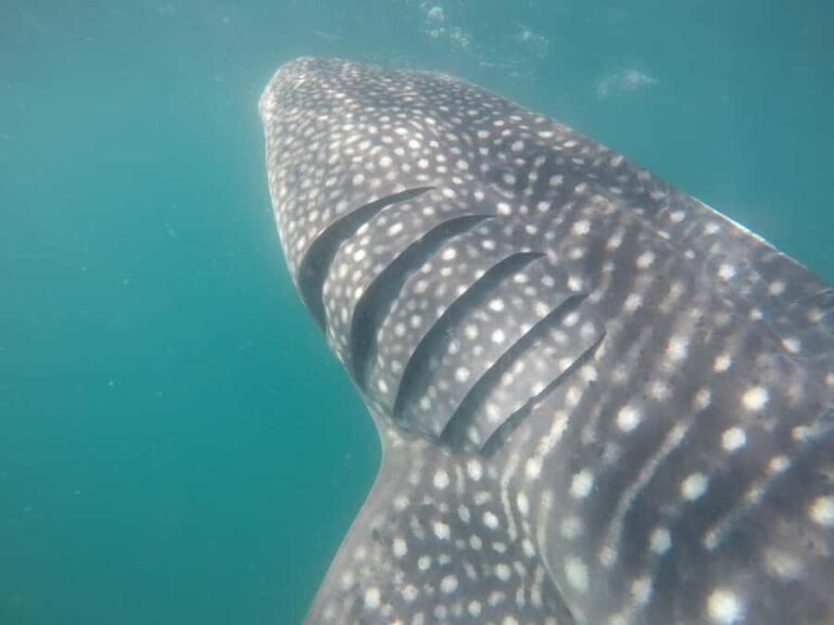 Small group Whale Shark snorkeling in La Paz, BCS, Mexico - What Makes This Tour Stand Out?