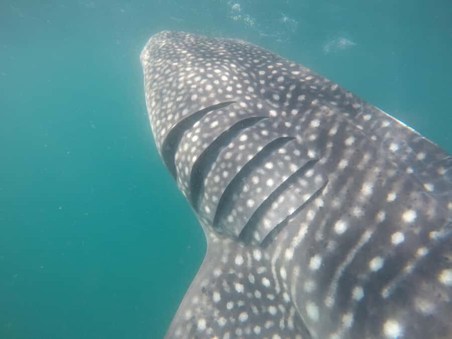 Small group Whale Shark snorkeling in La Paz, BCS, Mexico - What Makes This Tour Stand Out?