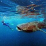 Small group Whale Shark snorkeling in La Paz BCS MX - The Value of Responsible Tourism and Expert Guides