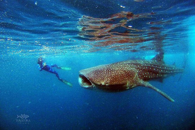 Small group Whale Shark snorkeling in La Paz BCS MX - The Value of Responsible Tourism and Expert Guides