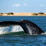 Small-Group Whale Watching in Baja Mexico - FAQ