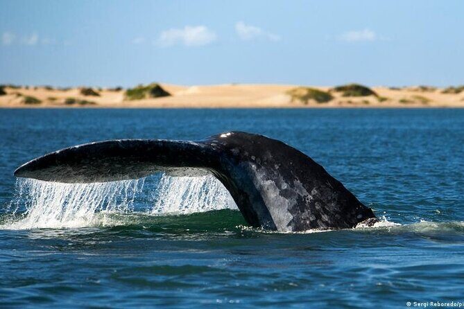 Small-Group Whale Watching in Baja Mexico - FAQ