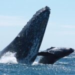 Small-Group Whale Watching Zodiac Boat Cruise in Cabo San Lucas - Final Thoughts