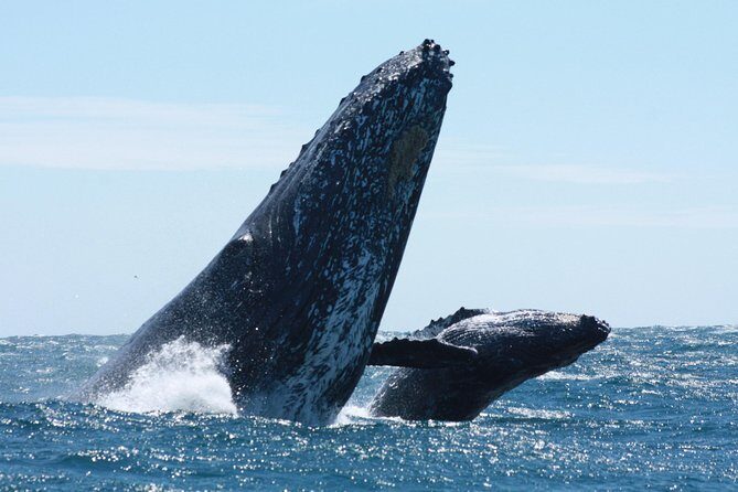 Small-Group Whale Watching Zodiac Boat Cruise in Cabo San Lucas - Final Thoughts