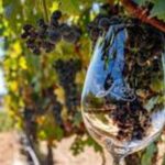 Small Group Wine Tour to Temecula from Los Angeles - Final Thoughts